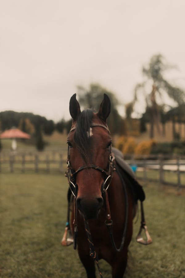 Découvrez les meilleurs mors et brides pour chevaux